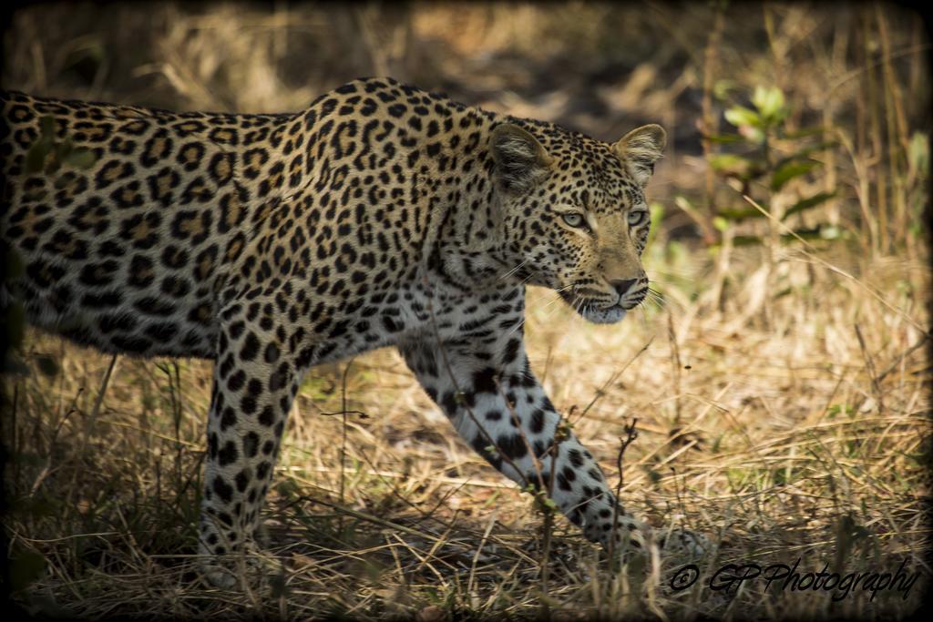 Laguna Lodge Graskop Værelse billede